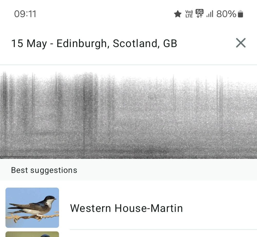 Screenshot from merlin app showing western house-martin as the spotted bird
