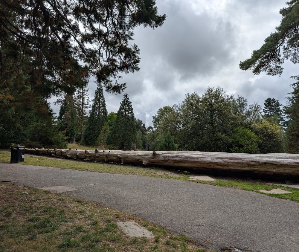 A very long tree trunk, all branches removed so it's just the maj trunk that's been cut down and left to lay on the ground. Not sure how to get across how long it is, got to be a couple of buses at least.