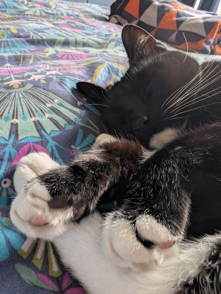 A very cute black & white tuxedo cat sleeping o. A bed. Front paws are closed to the camera showing off some toe beans. 