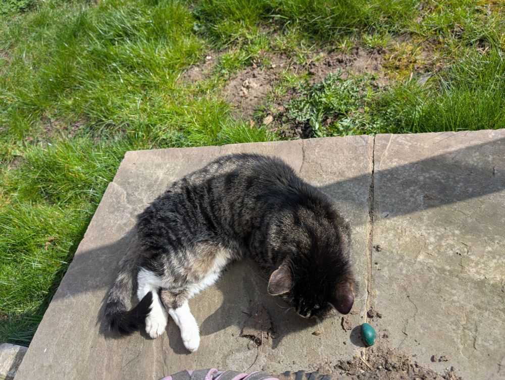 A tabby cat with white back paws sleeping on a sunny paving stone. 