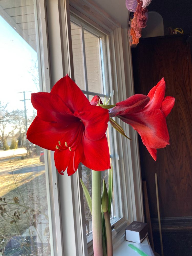 Two red Christmas lily flowers bloom in a window.