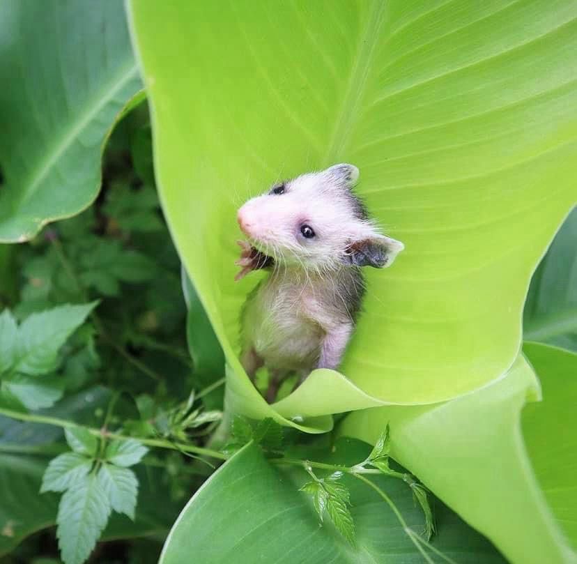 A picture of a baby possum standing in a big green leaf with an expression that makes the possum look exhausted and fed up with existence.