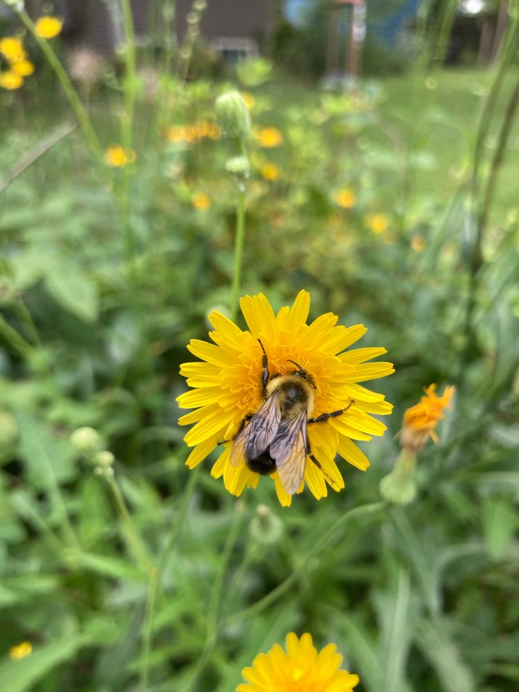 A fuzzy bumblebee gathers pollen from a yellow wildflower in my front yard.
