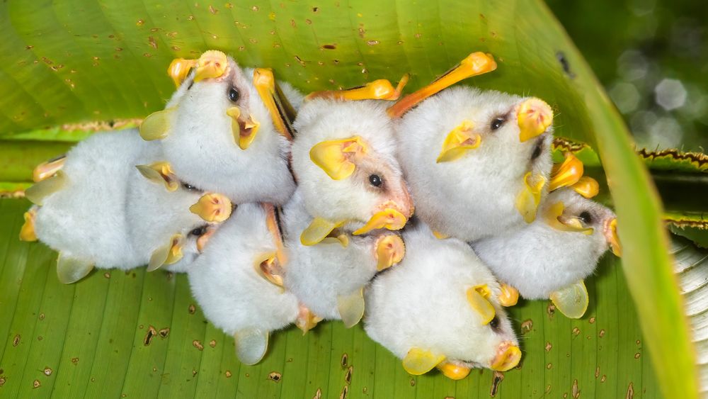 A group of Honduran white bats cuddle up together under a large tropical leaf. Their bodies are white and fluffy like cotton wool and their noses, ears and legs are bright yellow. 