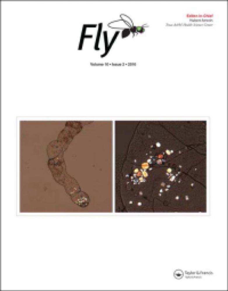 Optimization of hybridization chain reaction for imaging single RNA molecules in Drosophila larvae