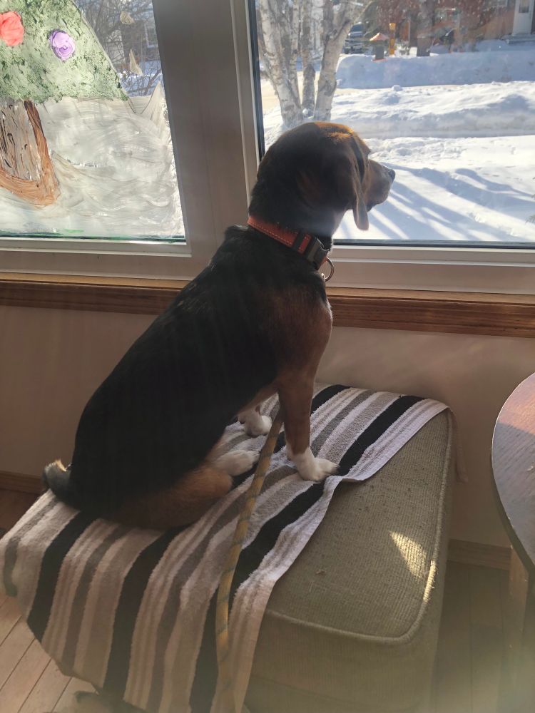 Beagle sitting on an ottoman looking out the window.