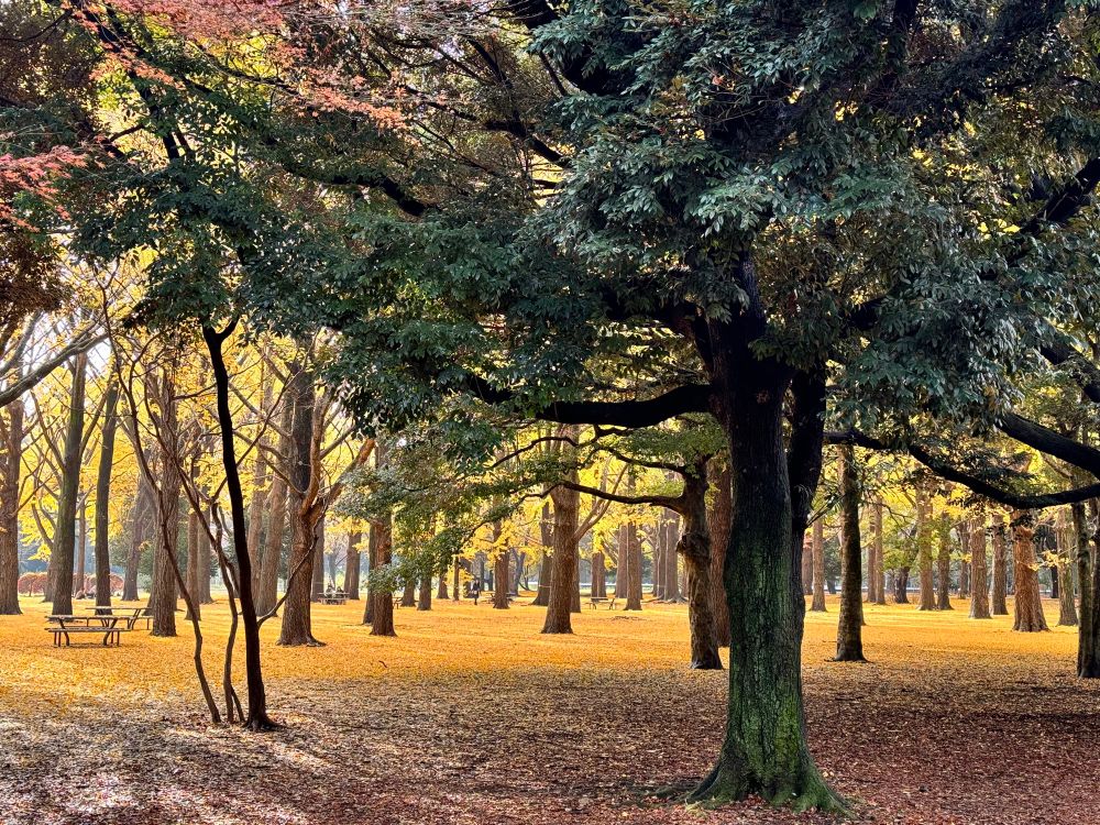 An autumnal tree scene in yoyogi park Tokyo
