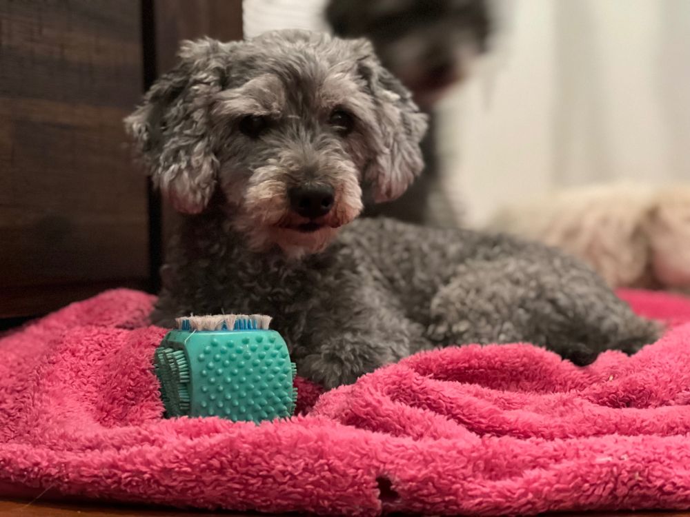 A puppy (black) on a pink blanket