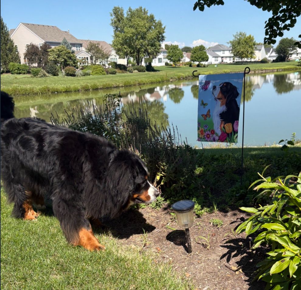 Giant floofy Bernese mountain dog sniffs some plants. There is a Berner flag in the background 