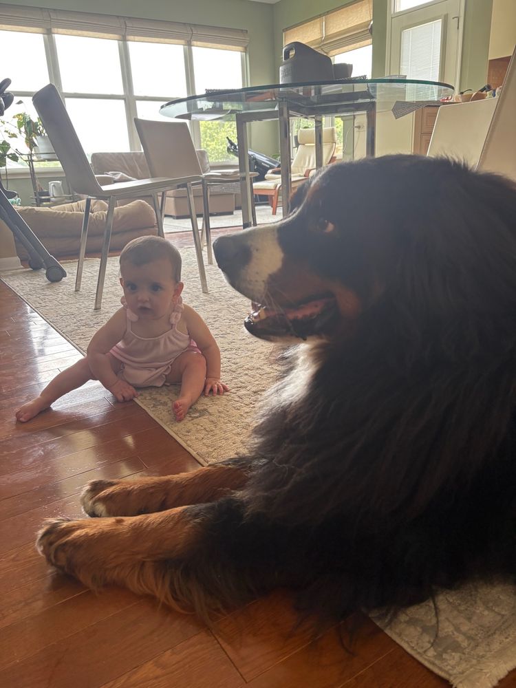 Tiny baby and huge Berner look like they’ve been caught scheming 