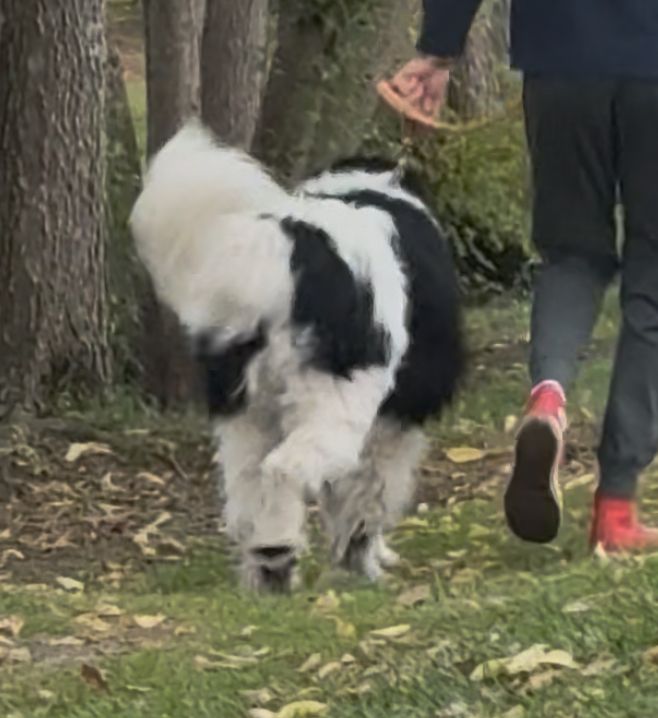 Floofy black and white Newfoundland dog