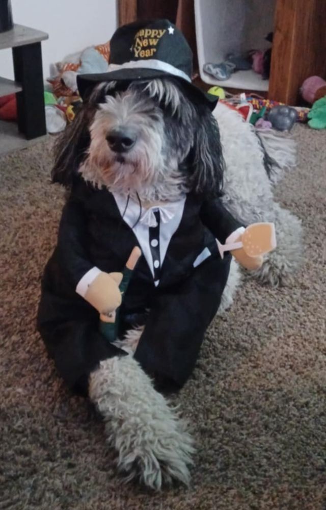 A very large black/white muppet doodle wearing a tiny tuxedo costume with fake hands one has champagne bottle. It looks ridiculous, especially with a little fedora that says happy new year on top of his floppy head 