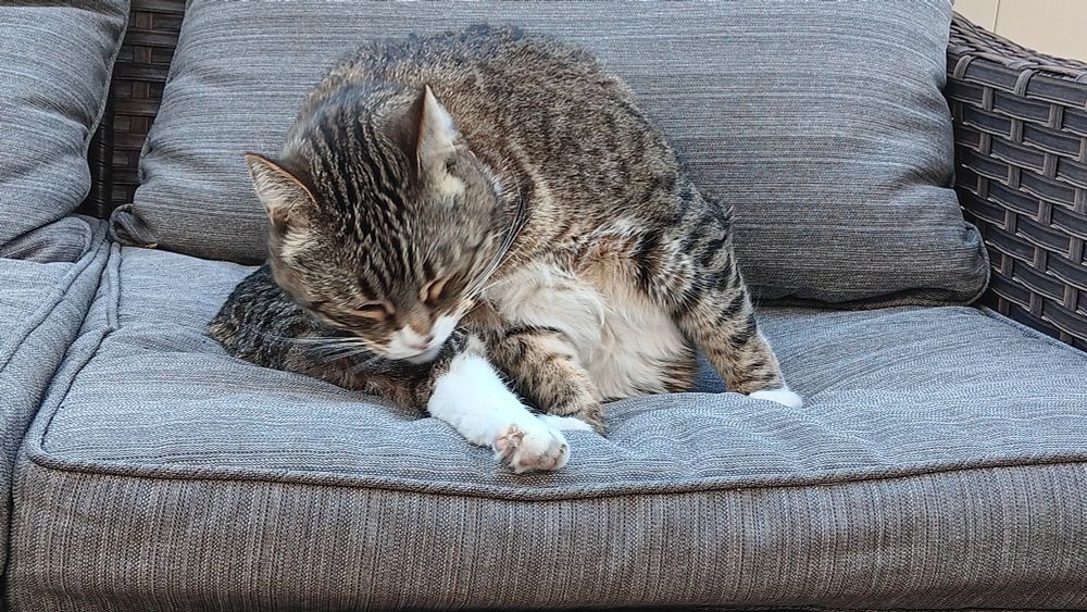 Not-thin tabby cat tongue-bathing behind her knee