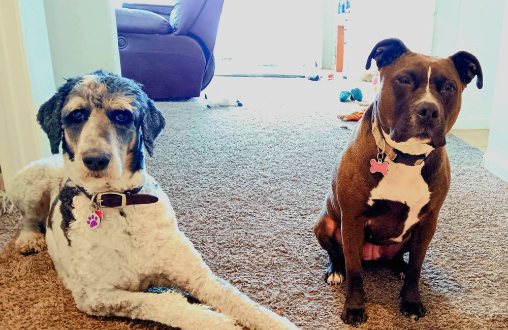 A very large bernedoodle shaved short, and a small stout brown pibble take a moment from playtime to let me get a nice photo. He's laying down, she's sitting and they are both looking at the camera 