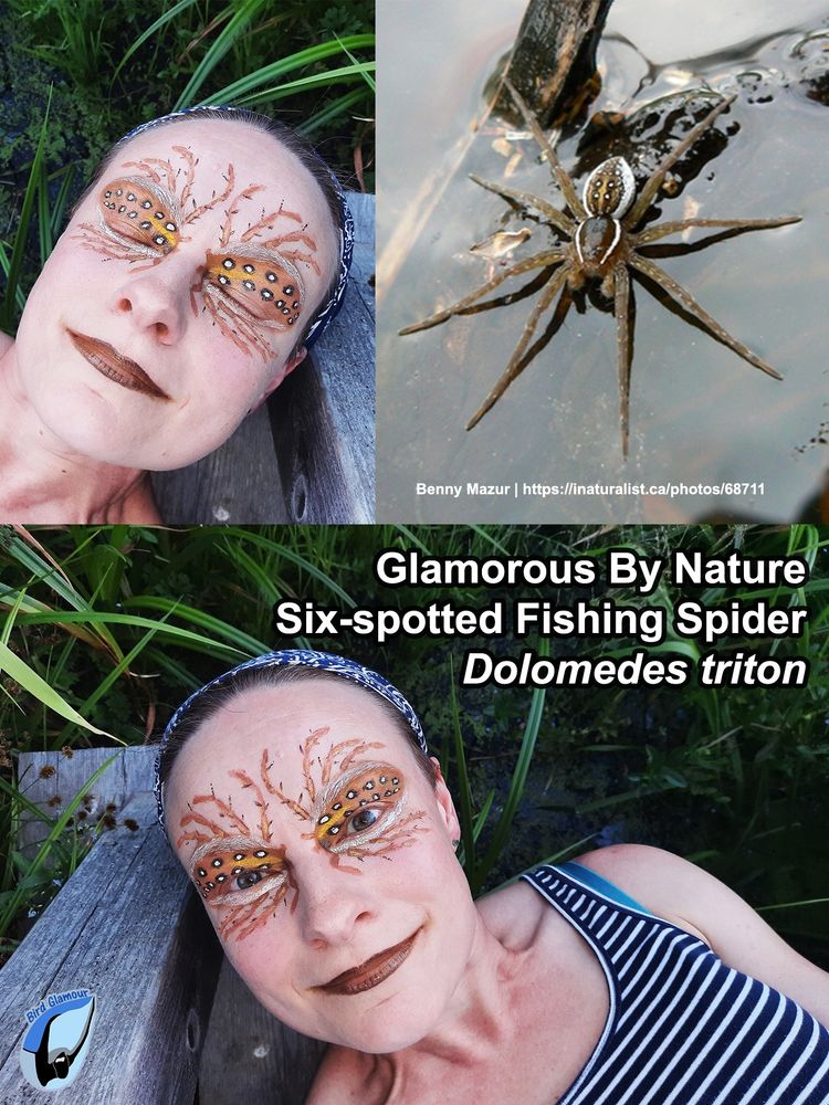 Eye makeup in Six spotted Fishing Spider colors and patterns: eyes in gold-beige with central gold striped with a row of six white spots edged in black in either side of the gold stripe, eyebrow and undereye in white, eight spiny beige legs extending from eyes. Brown-yellow ombre lipstick. Pic with head next to weathered grey wood.