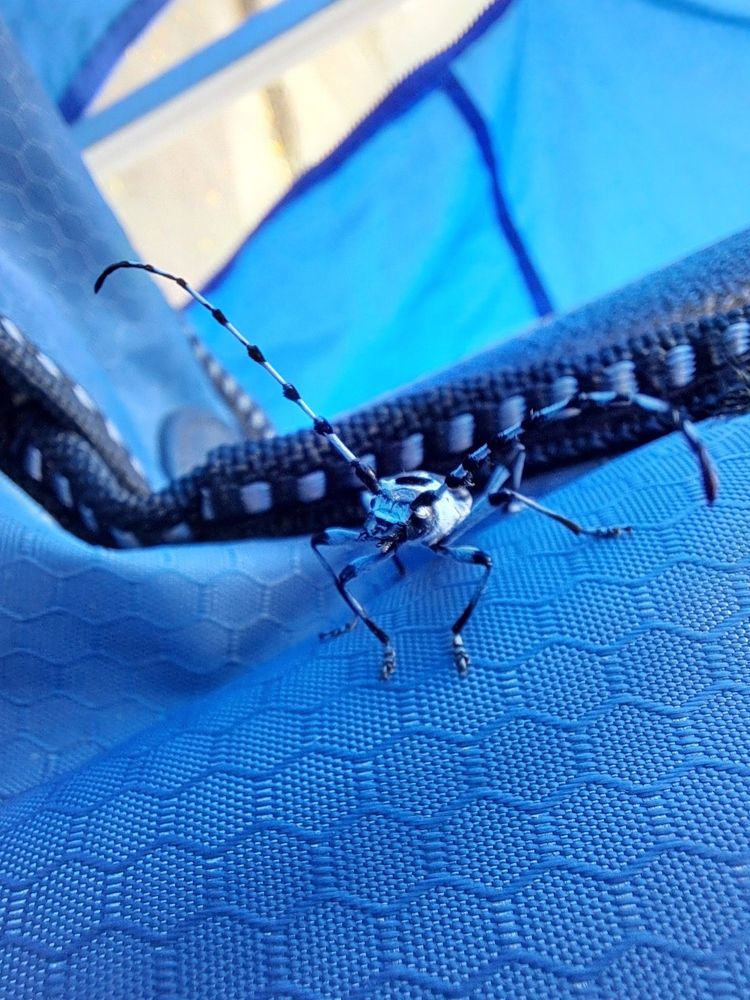 A pale blue and black striped horizontal stripped beetle with long blue and black banded antenna, on a blue and black camp chair, looking head on into the camera. 