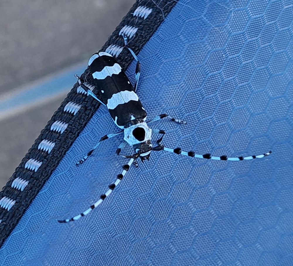 A pale blue and black striped horizontal stripped beetle with long blue and black banded antenna, on a blue and black camp chair.