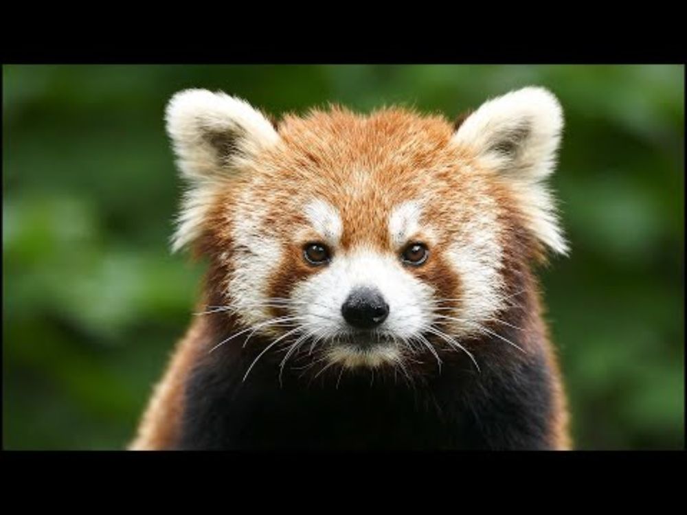 Red Panda: Firefox of the Clouds