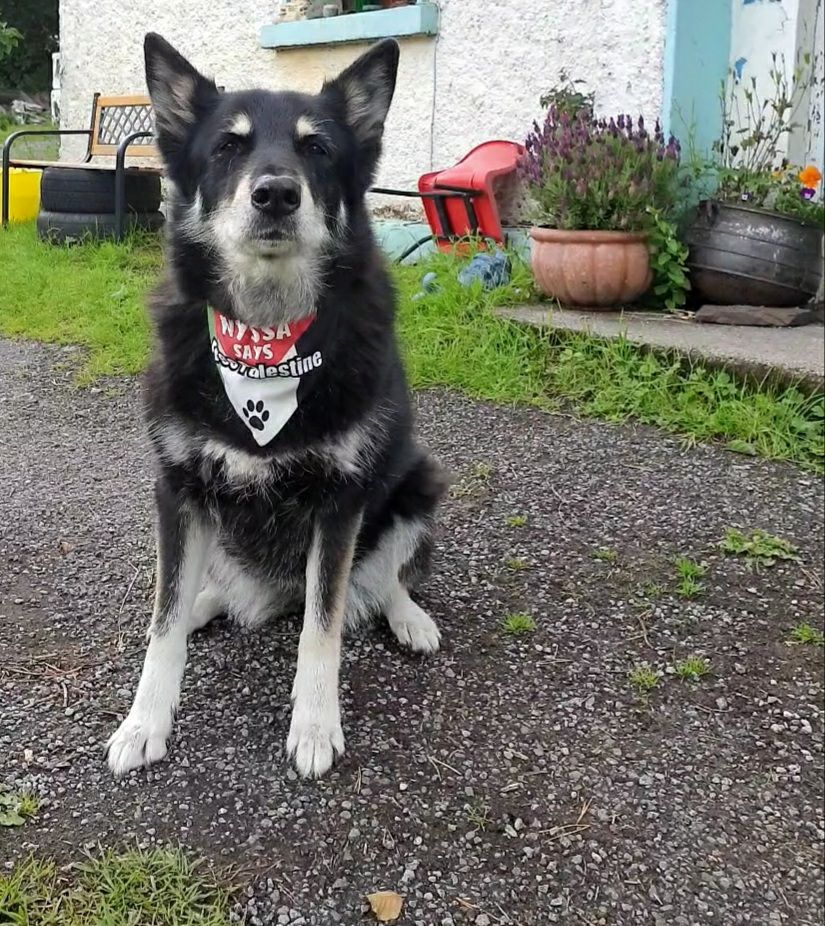 A large husky x dog sits in front of a country cottage, gazing straight to camera, wearing a Palestinian flag bandana, which reads, "Nyssa says Free Palestine"