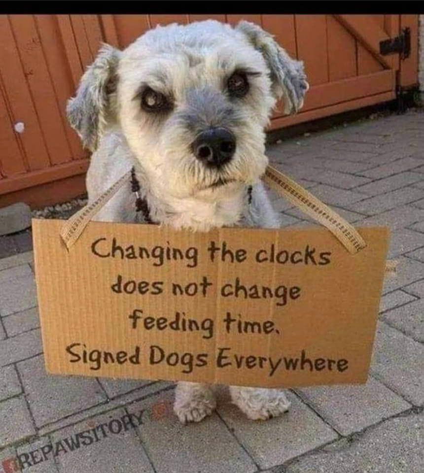 Woeful-looking lap dog with a cardboard sign hanging from his neck by a strap. The sign says:
Changing the clocks does not change feeding time.
Signed, Dogs Everywhere
