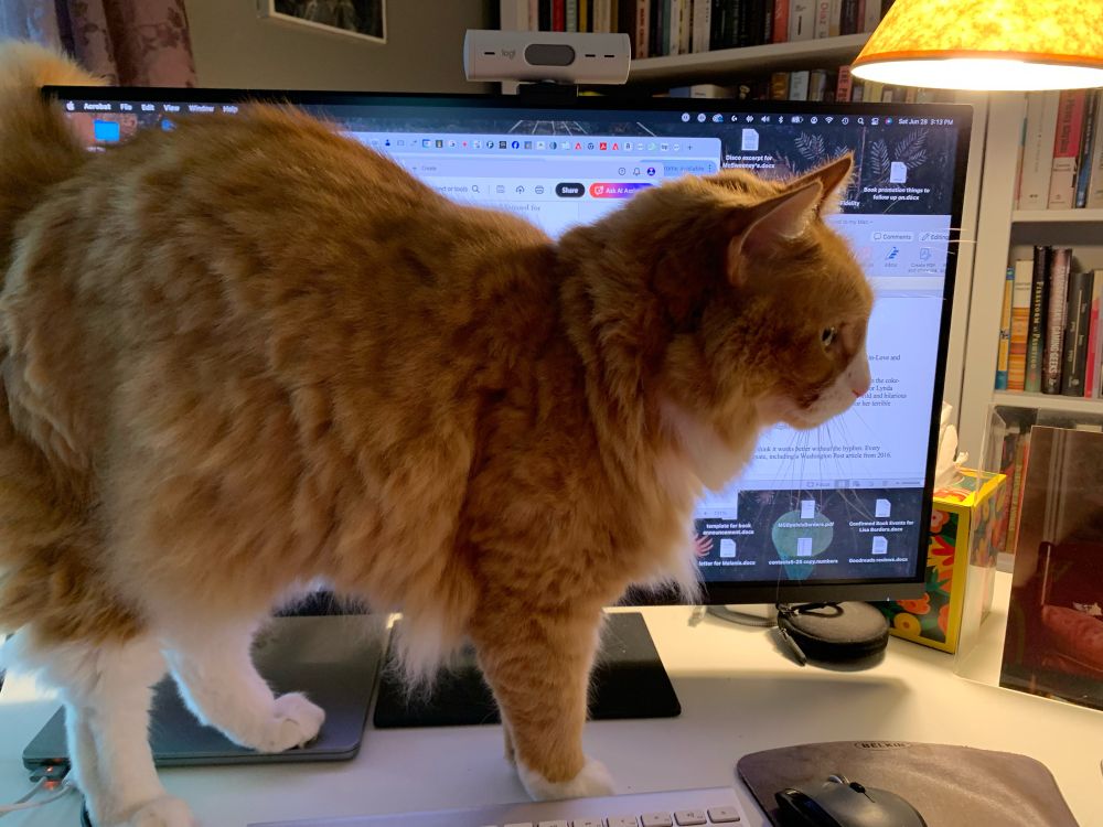 A big, long-haired orange cat stands in front of a computer monitor, blocking it almost completely. 