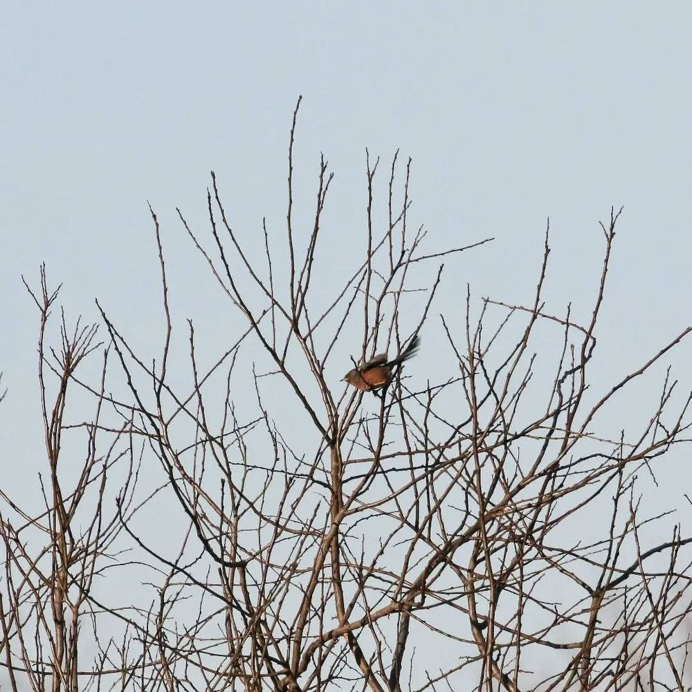 Dartford Warbler