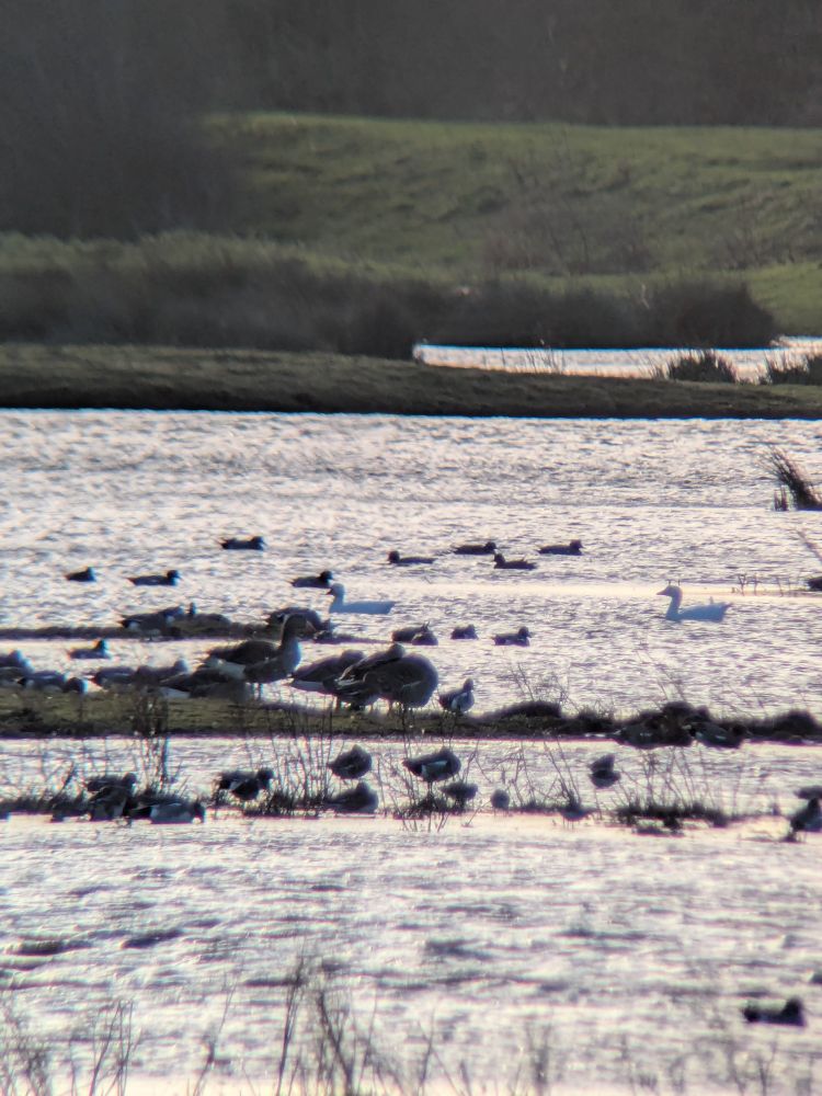 A pair of white-morph Snow Geese swimming left on the water of a moor, one behind the other, surrounded by other geese and ducks.