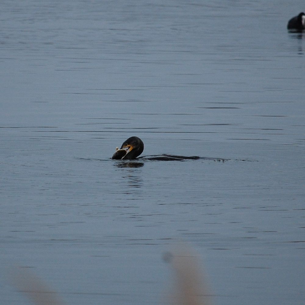 A cormorant in the water of a lake with a large fish in its mouth