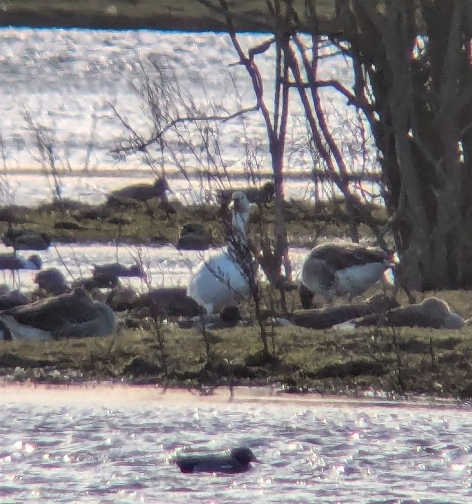 White-morph Snow Goose standing tall looking towards the camera surrounded by other geese and ducks.