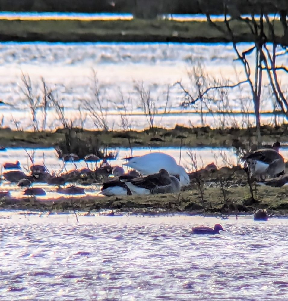 White-morph Snow Goose feeding surrounded by other geese and ducks.