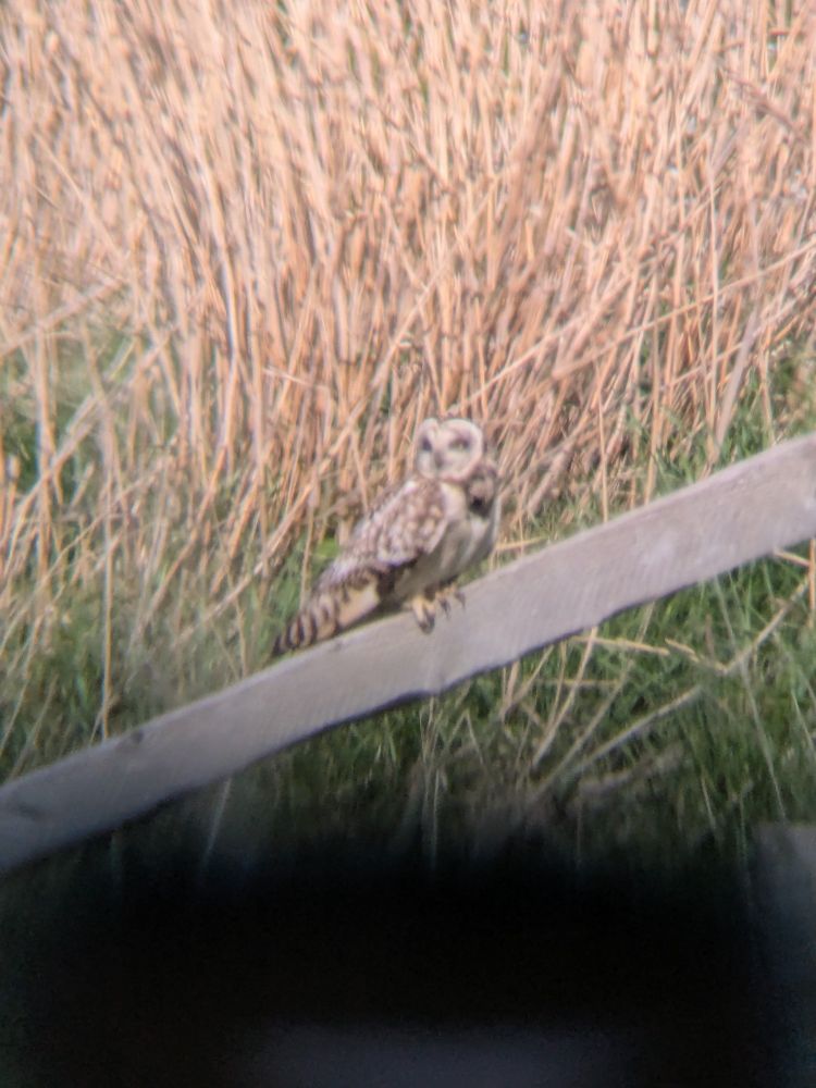 Digiscoped picture of Short-Eared Owl perched on fence