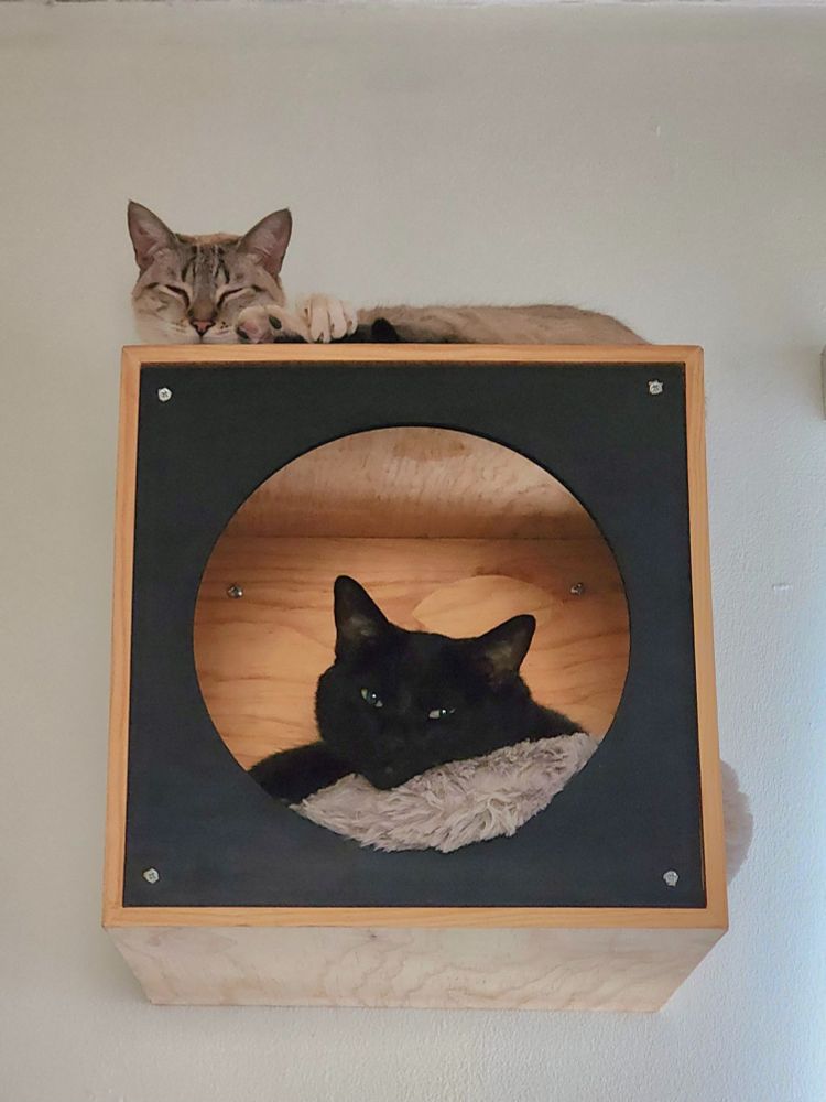 Two kitties napping on their wall bed, because nothing in their world is bad and awful, except when they eat a bit later than they want, but they can live with that.