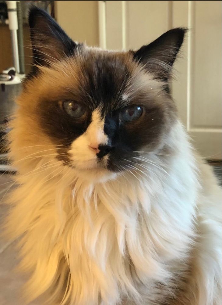A brown and white cat with blue eyes. 