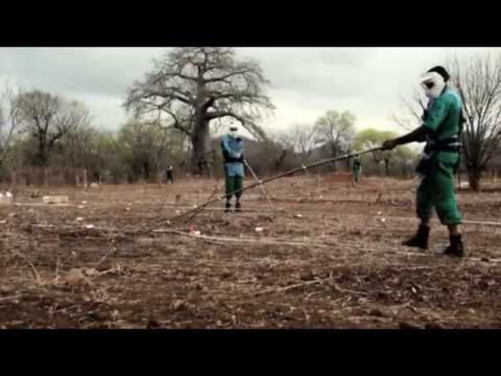 APOPO HeroRATs - Giant rats detecting landmines