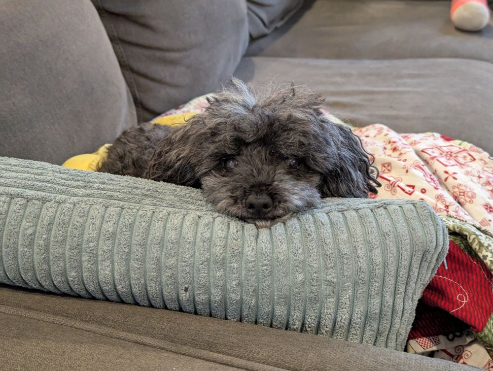 Little dog named Annie. She is laying her face on a pillow, looking at the camera. She appears to be smiling.