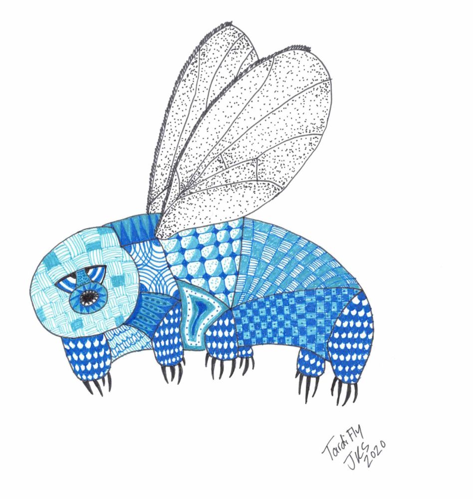 A tardifly! A tardigrade with Drosophila wings. Ink drawing.
