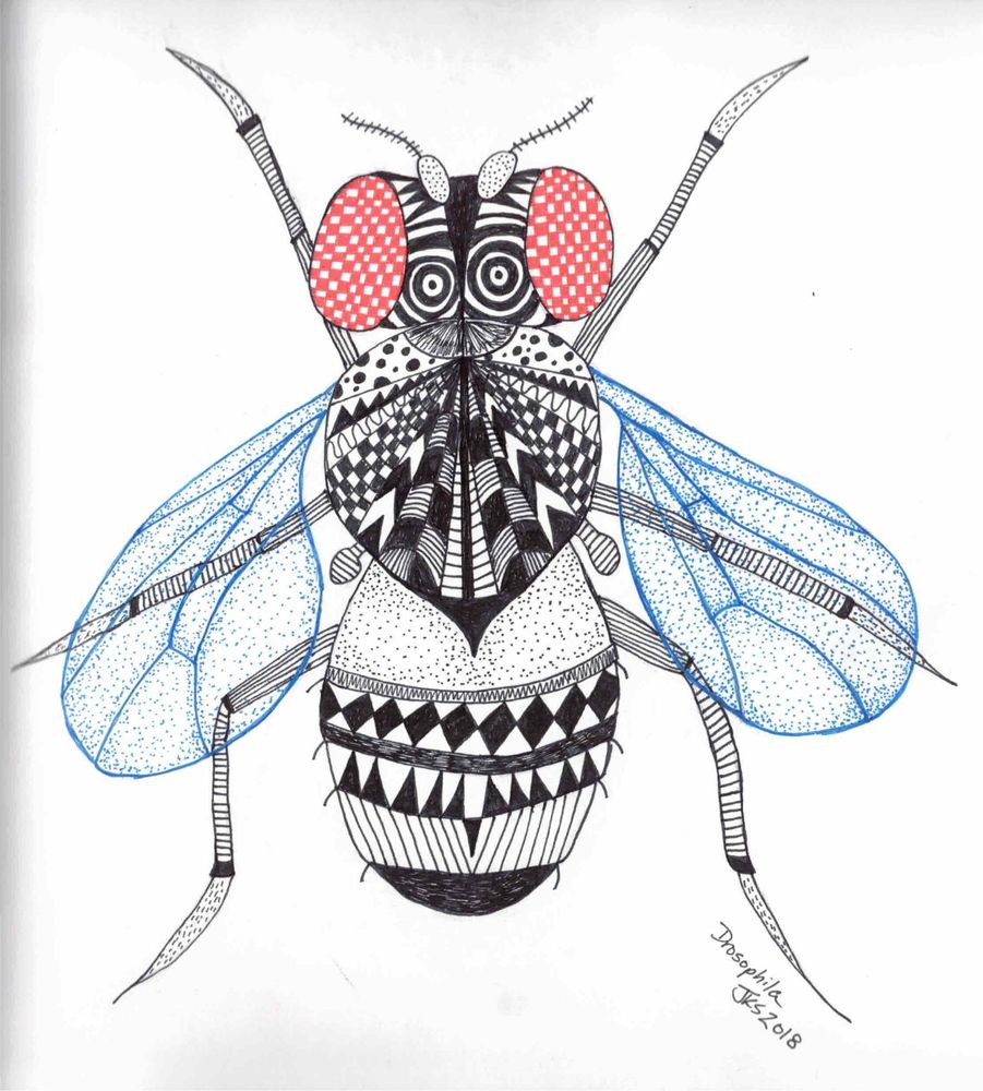 Ink drawing of Drosophila melanogaster 