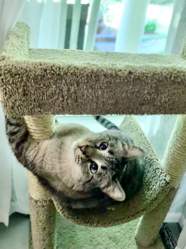 Tabby cat in a cat tree