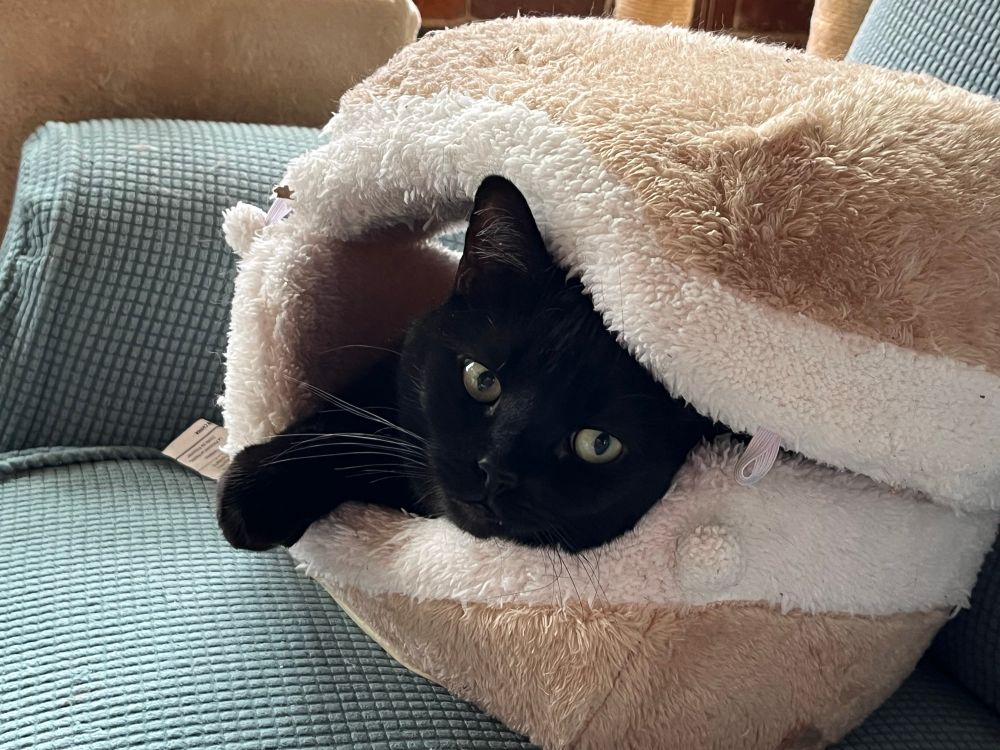 Black short haired cat in a furry clamshell