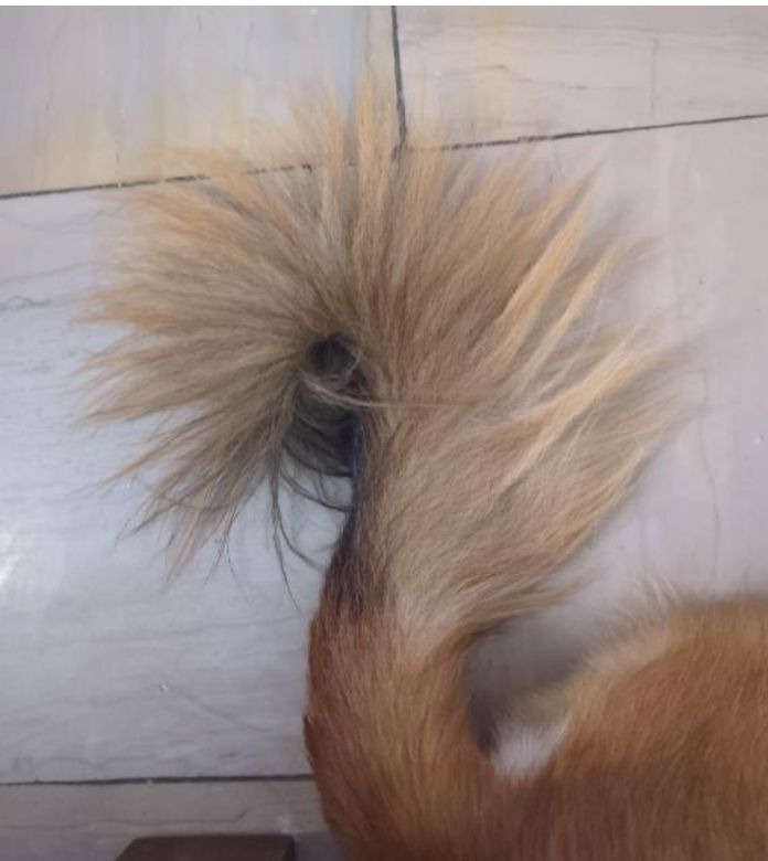 Picture of a dog's tail shaped like a question mark