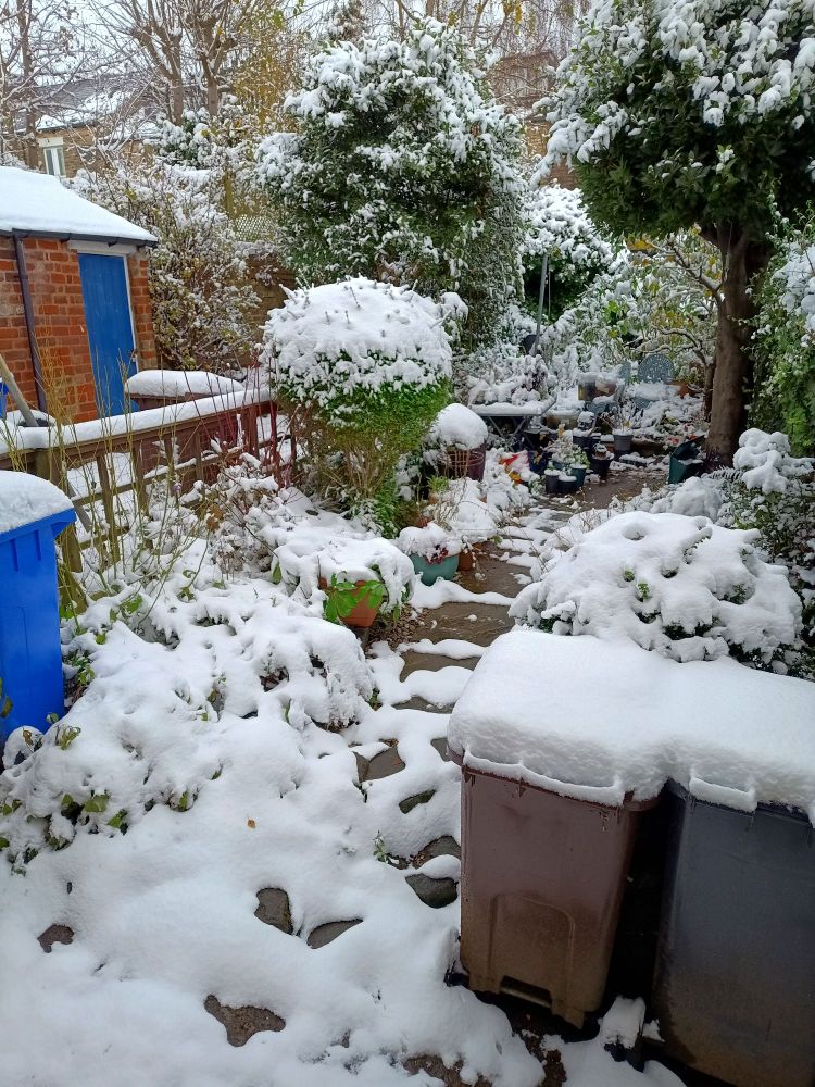 A small garden with fences, bins and shrubs covered in snow.