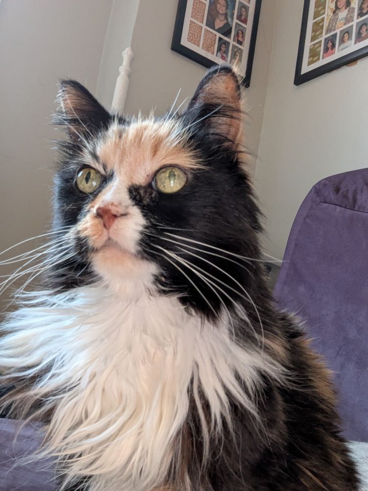 An elderly, fluffy calico looks nobly into the middle distance. 