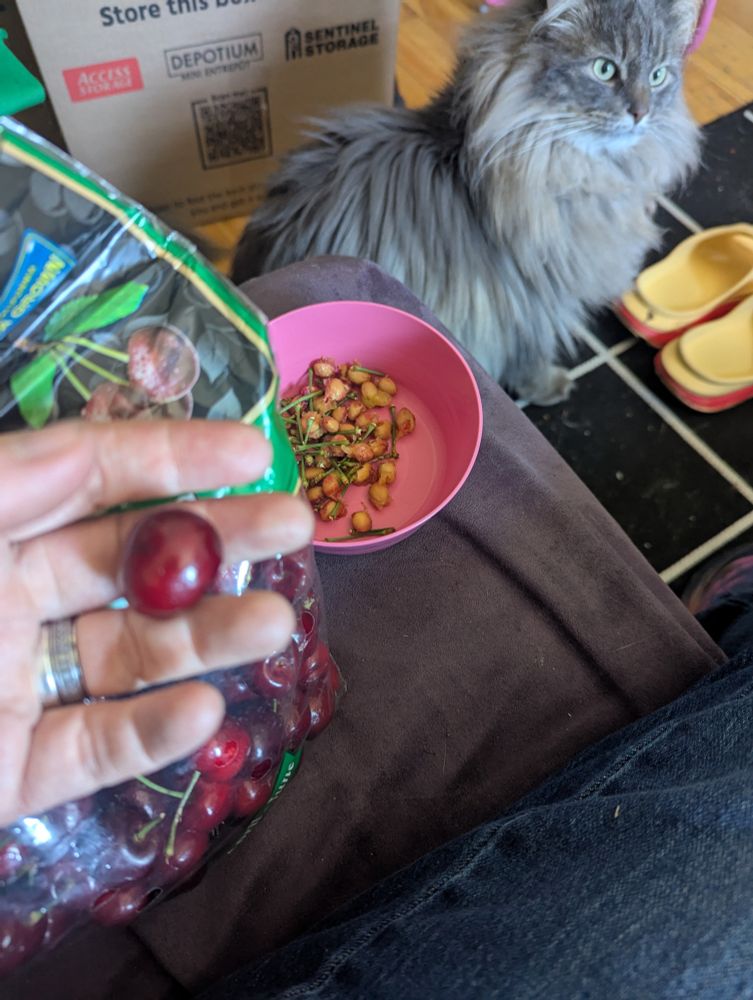 A hand holding a cherry; in the background is a bag of cherries and a bowl of cherry pits. There's also a cat, because there's always a cat.
