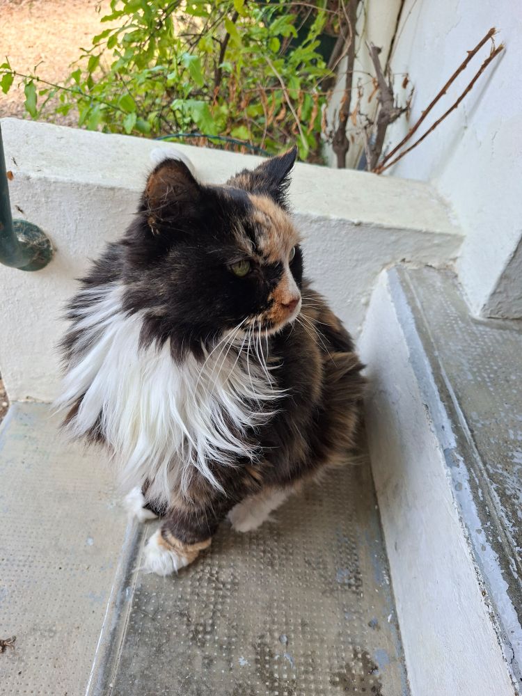 An elderly cat sits on an outdoor concrete step. It looks like a pretty nice day.