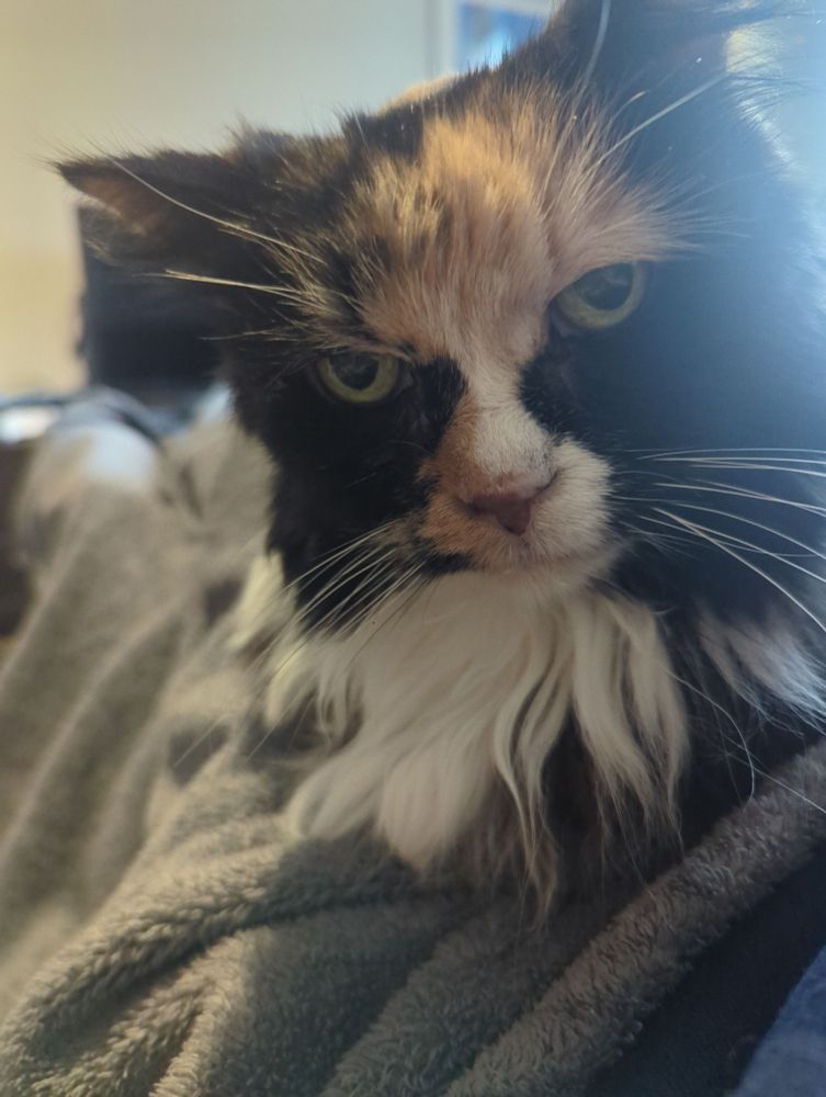 An elderly calico gazes into the camera.