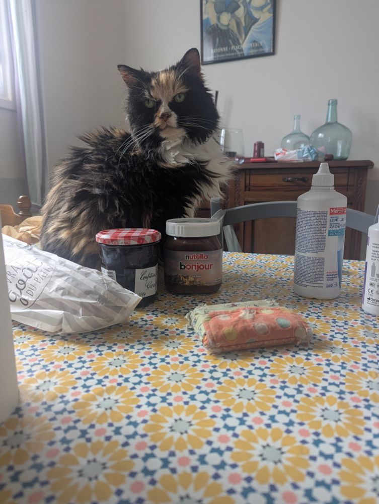 An elderly, fluffy, calico cat sits defiantly on the dining room table.