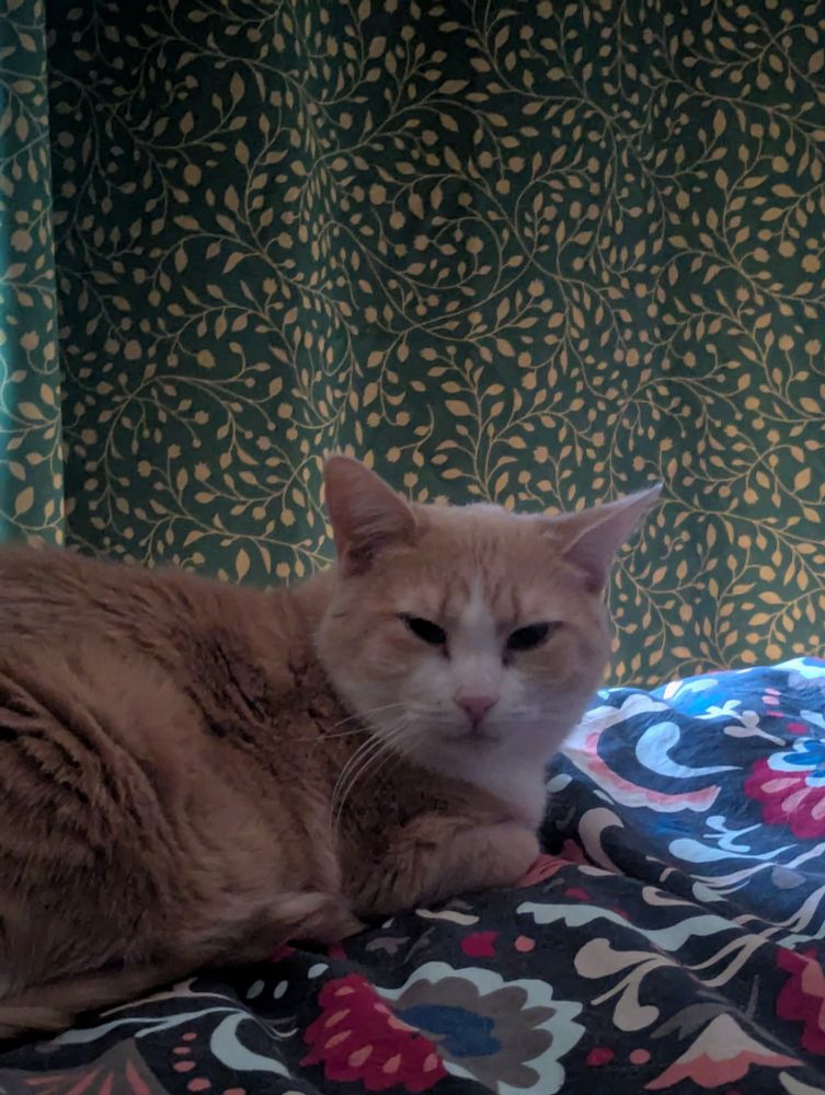 A light orange cat stares sleepily at the camera.