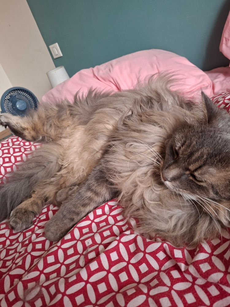 A large, fluffy gray cat lounges on a bed. A fan in the background is blowing her fluff.