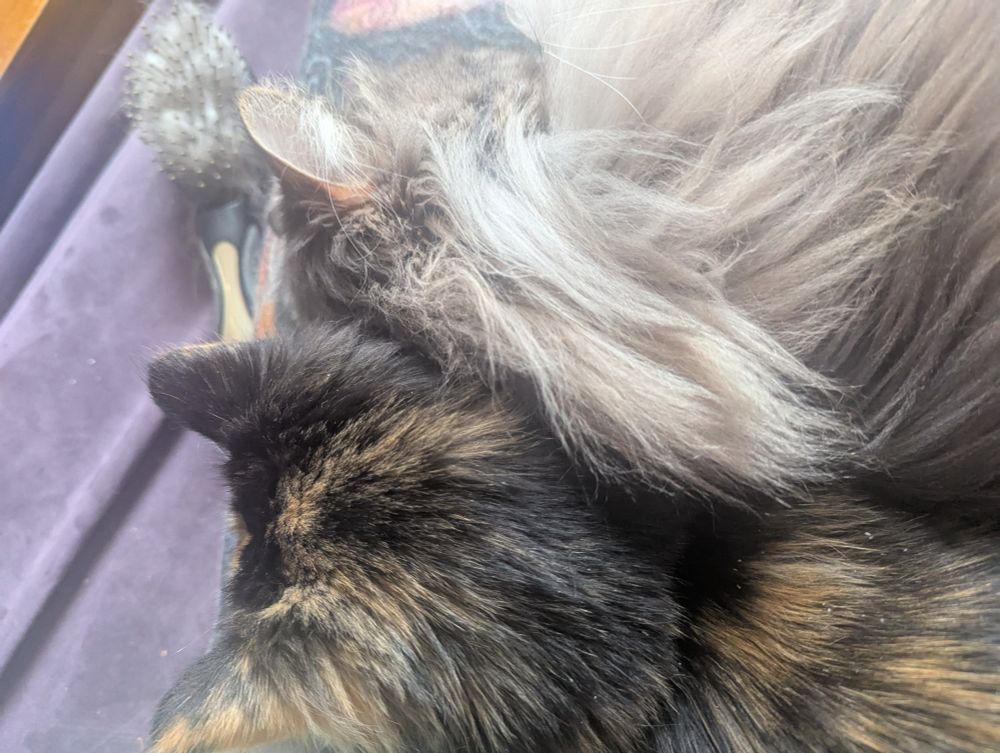 Two cats, facing away from the camera, cuddling. 