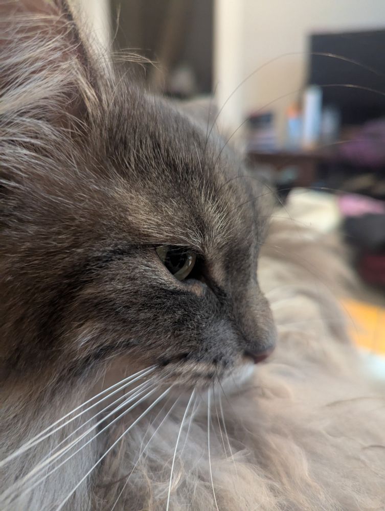A very fluffy gray cat, in profile.